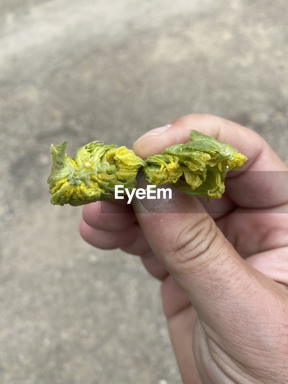 HIGH ANGLE VIEW OF PERSON HOLDING LEAF