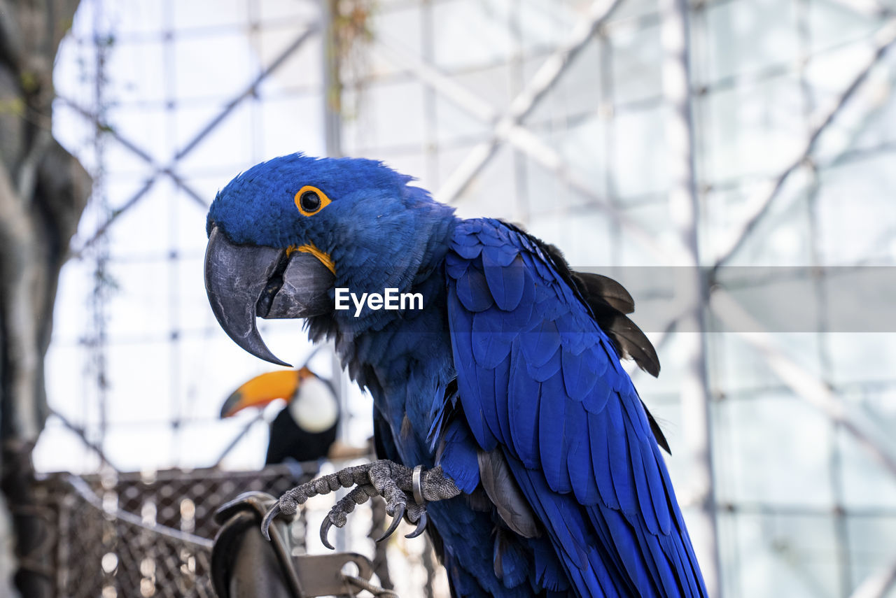 Hyacinth macaw parrot with blue feather perched on wire fence in zoo