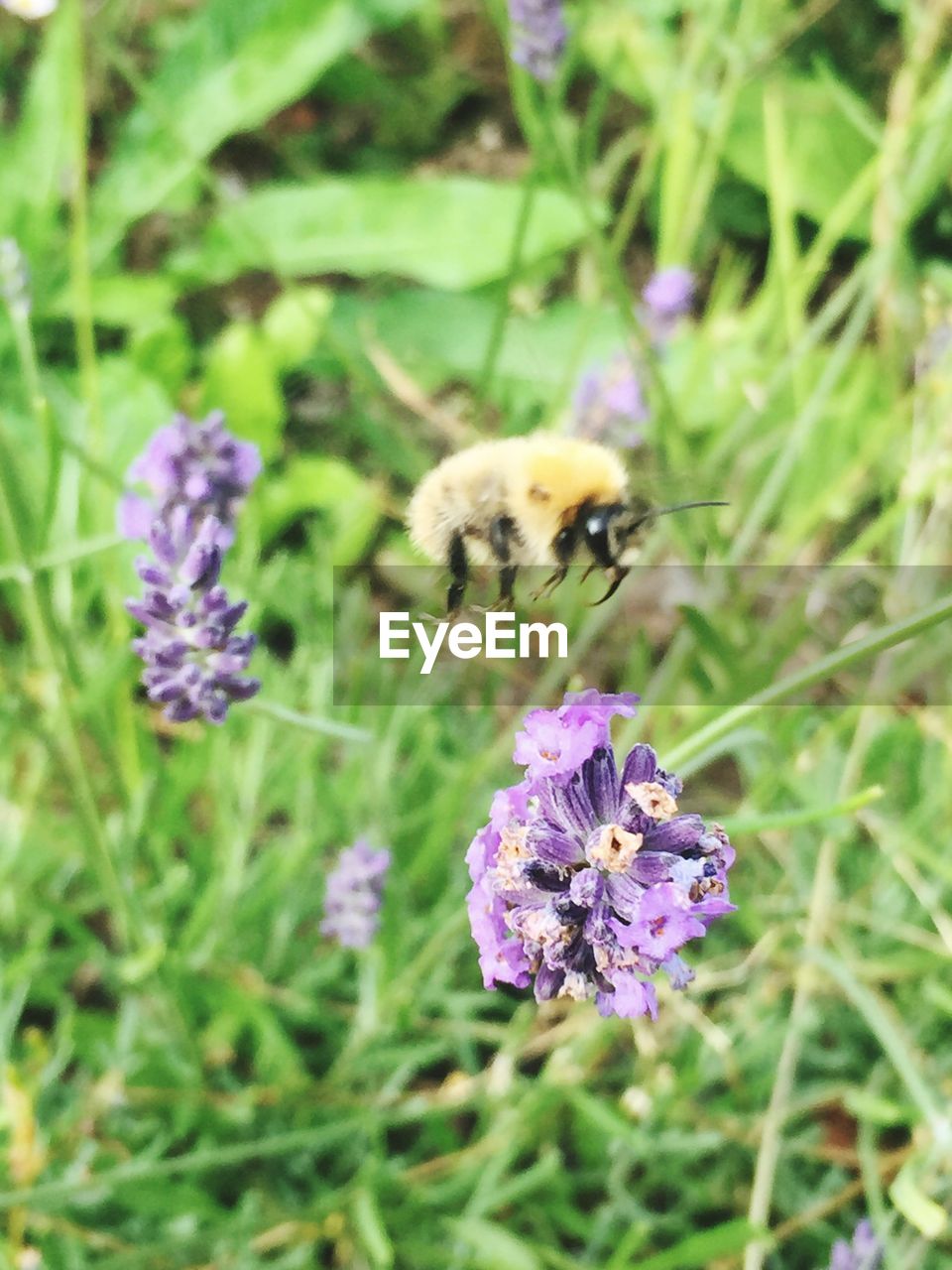 Close-up of bee pollinating on purple flower