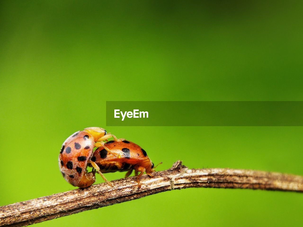 animal themes, animal, animal wildlife, insect, one animal, wildlife, ladybug, close-up, macro photography, nature, green, beetle, no people, plant, macro, focus on foreground, beauty in nature, spotted, outdoors, day, green background, tree, plant stem, magnification, colored background, environment, plant part