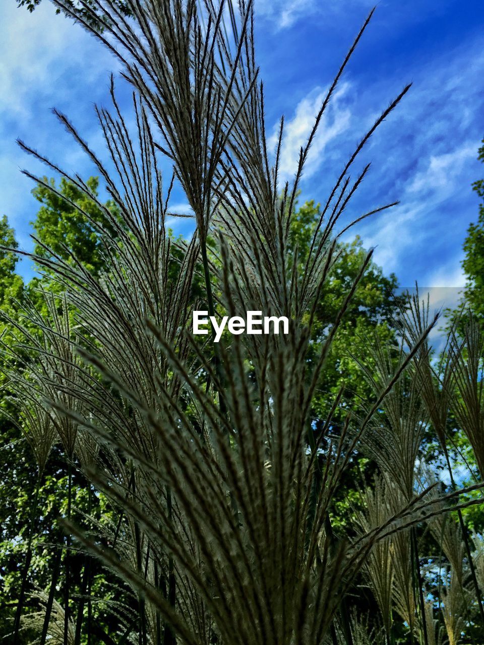 Low angle view of palm trees against blue sky