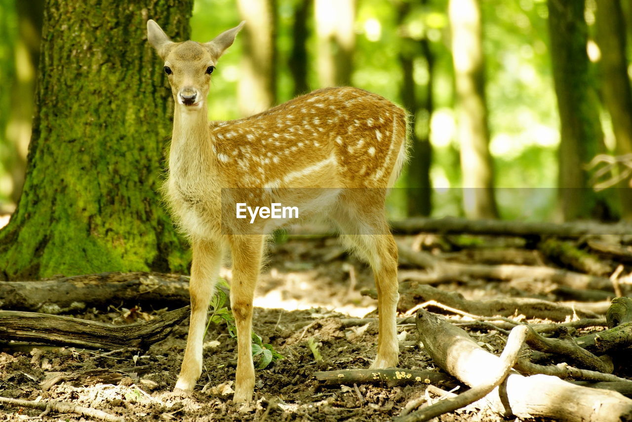 Portrait of deer in a forest