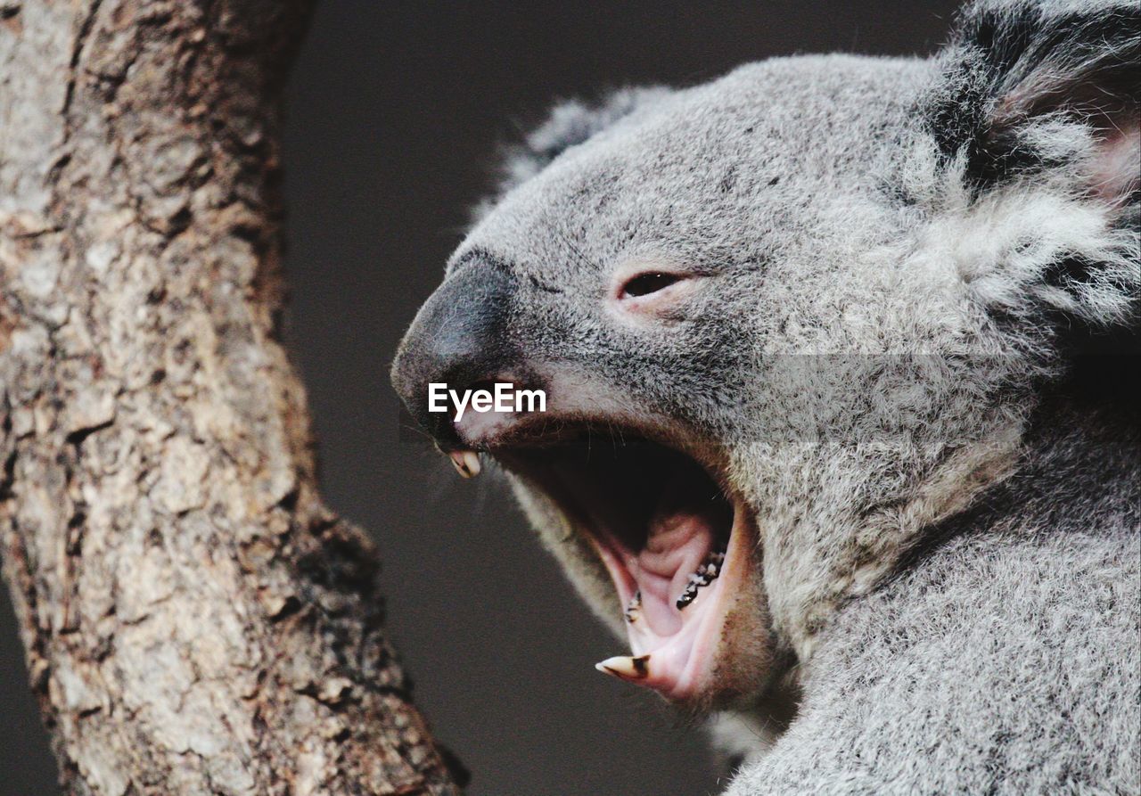 Close-up of a relaxed koala