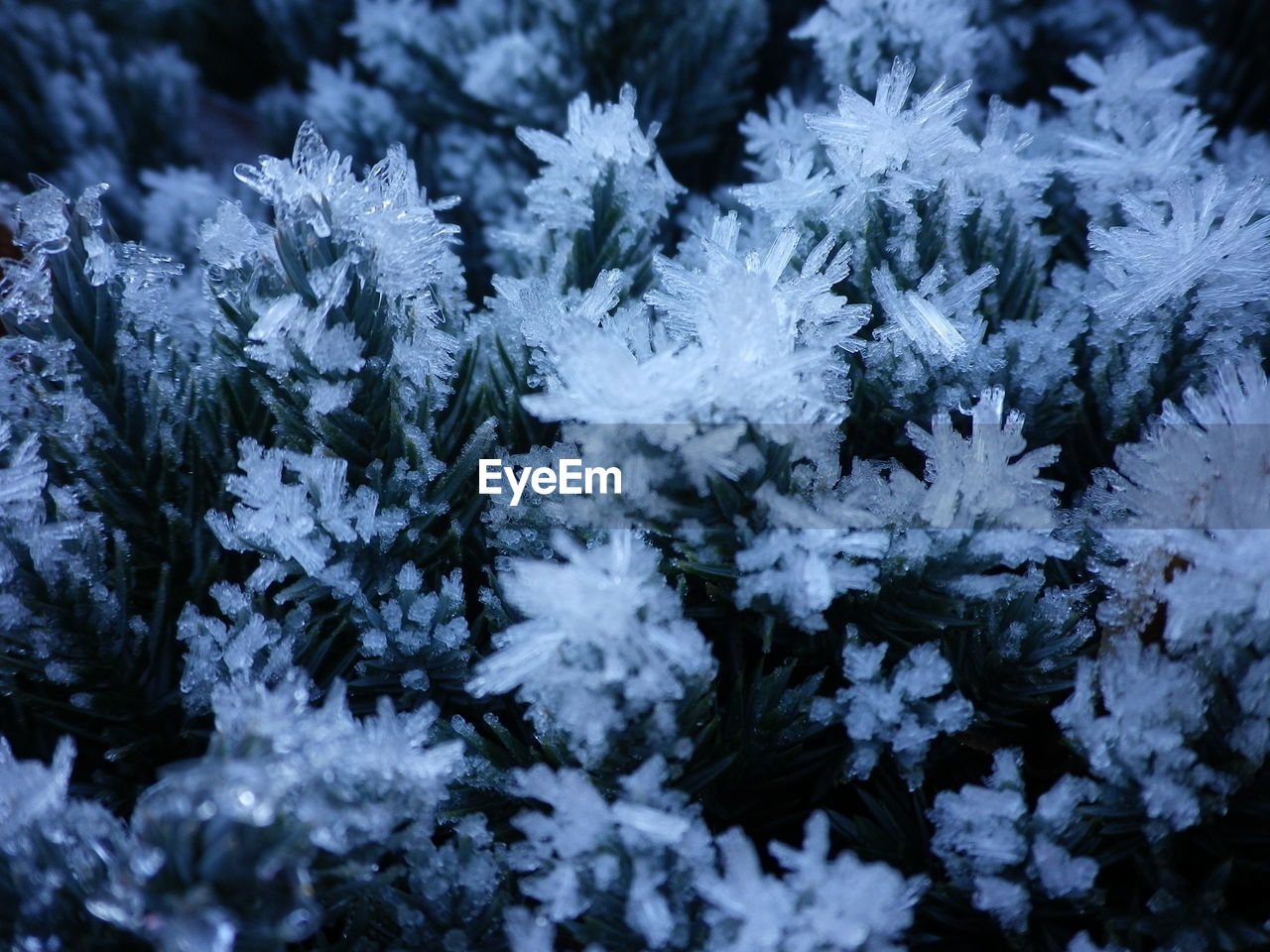 CLOSE-UP OF FROZEN PLANTS