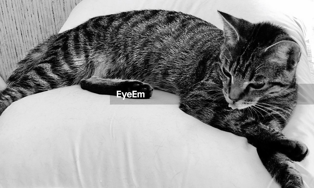 CLOSE-UP OF CAT SLEEPING ON CARPET