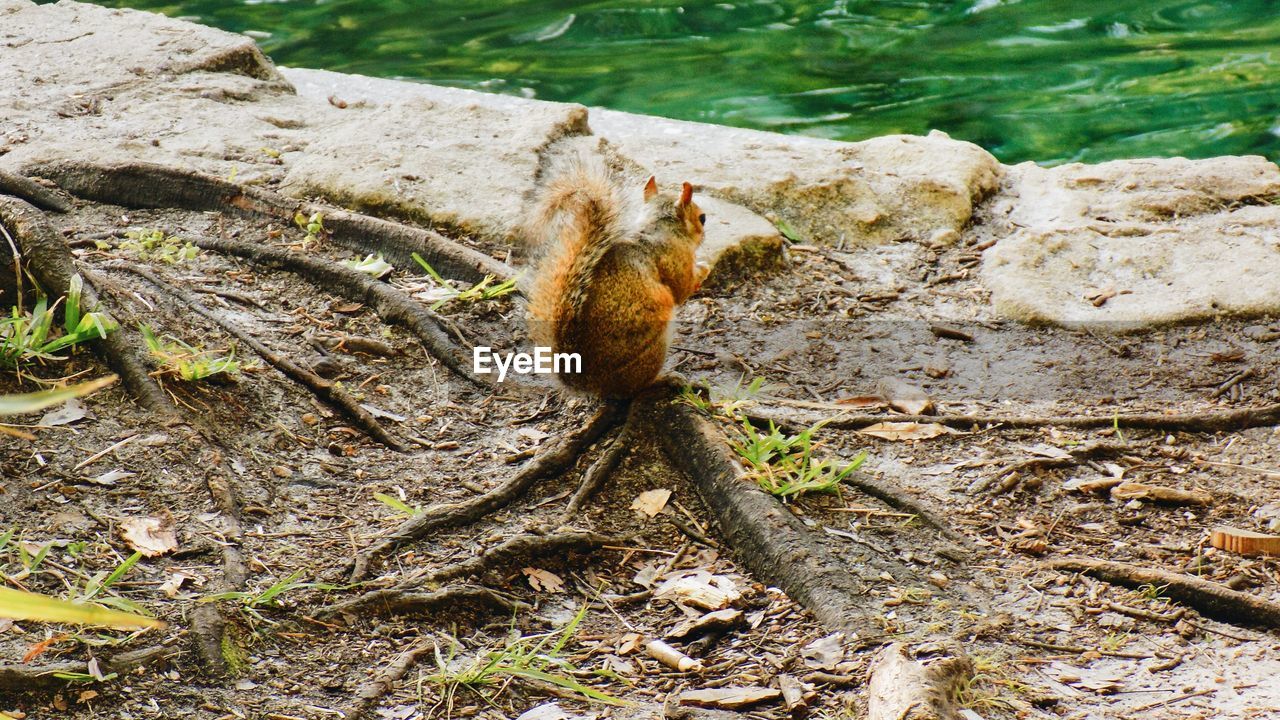 CLOSE-UP OF SQUIRREL ON TREE TRUNK