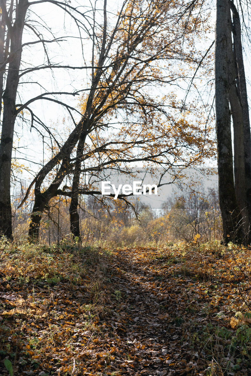 TREES GROWING ON FIELD IN FOREST