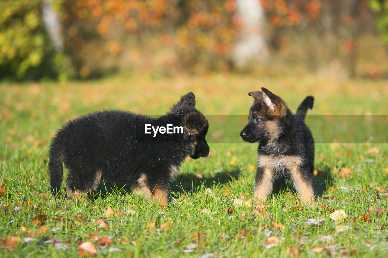 VIEW OF DOGS ON FIELD