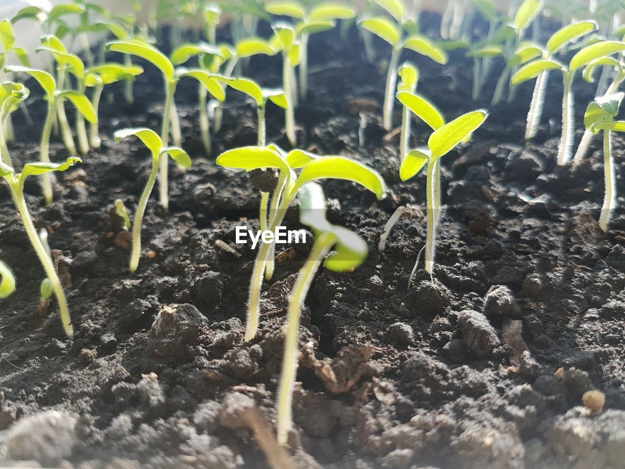 CLOSE-UP OF PLANTS GROWING ON FIELD