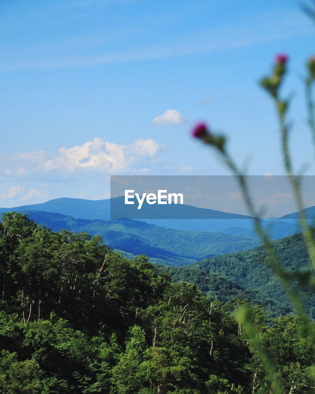 SCENIC VIEW OF TREES AND MOUNTAINS AGAINST SKY