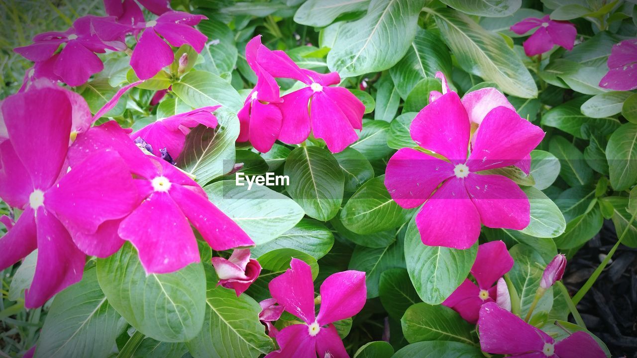 CLOSE-UP OF PINK FLOWERS BLOOMING