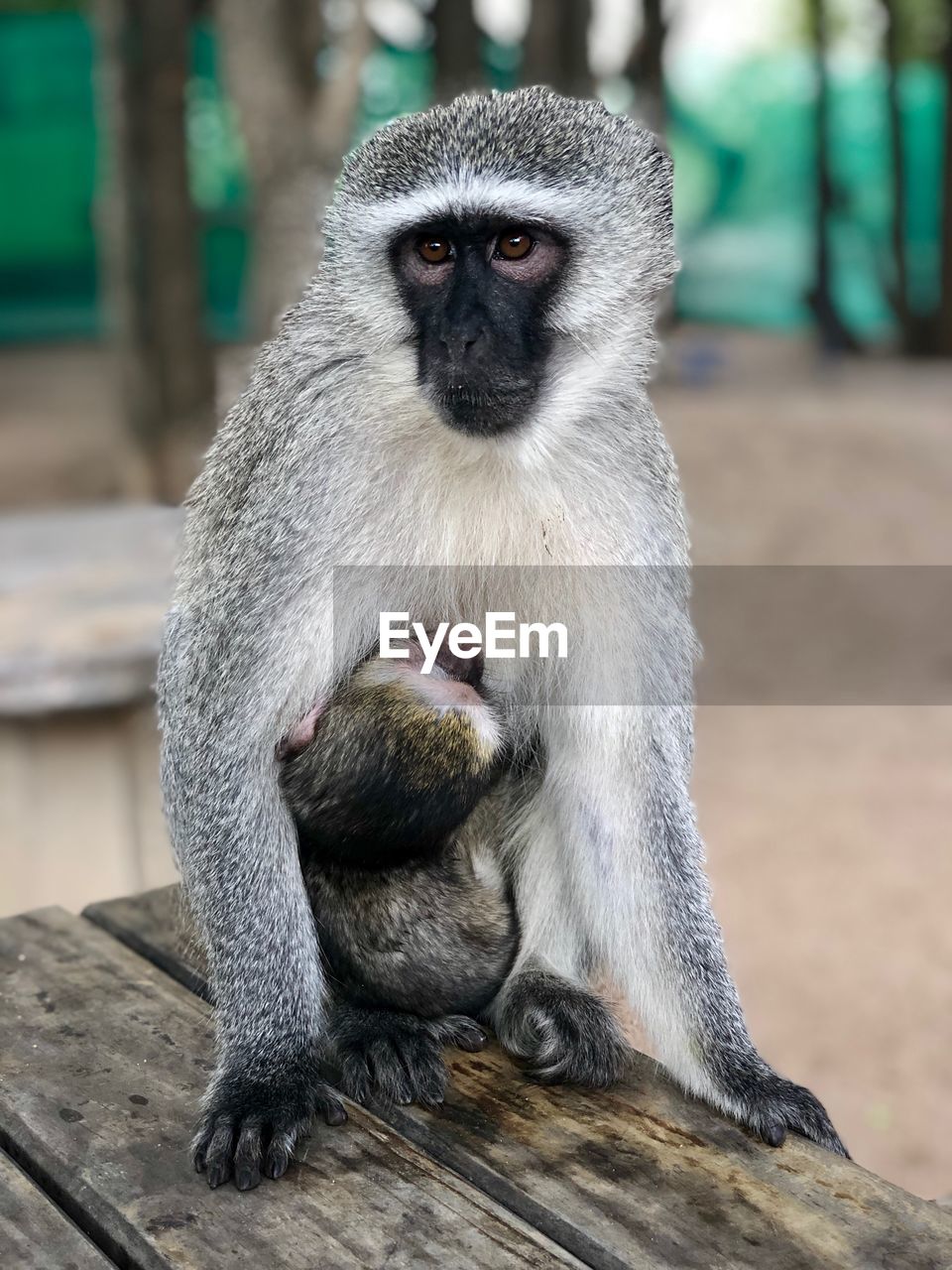 Portrait of monkey sitting on wood at zoo