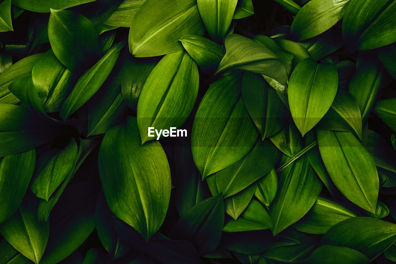 CLOSE-UP OF GREEN LEAVES