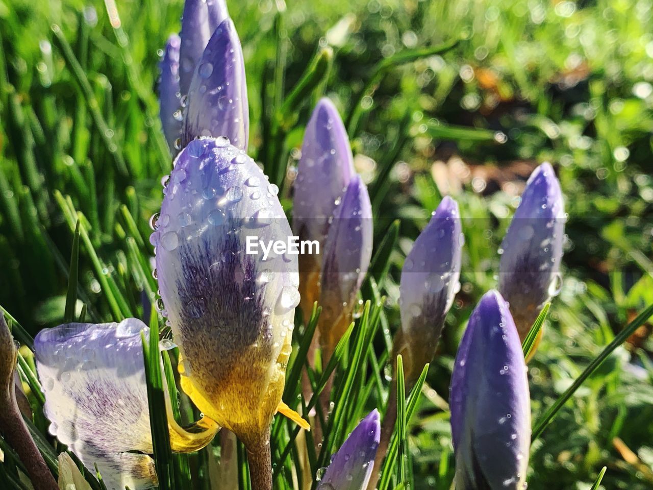 CLOSE-UP OF WATER DROPS ON FRESH PURPLE CROCUS FLOWERS