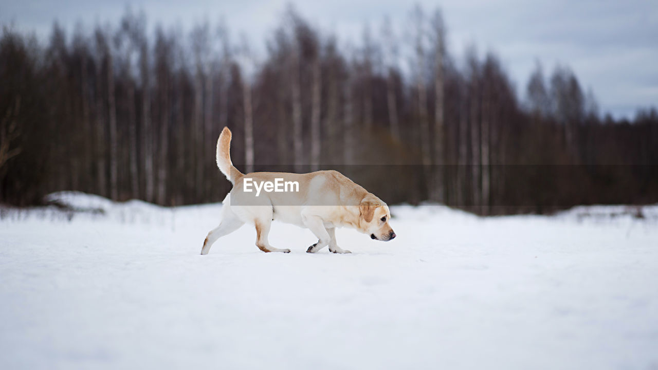 WHITE DOG ON SNOW FIELD