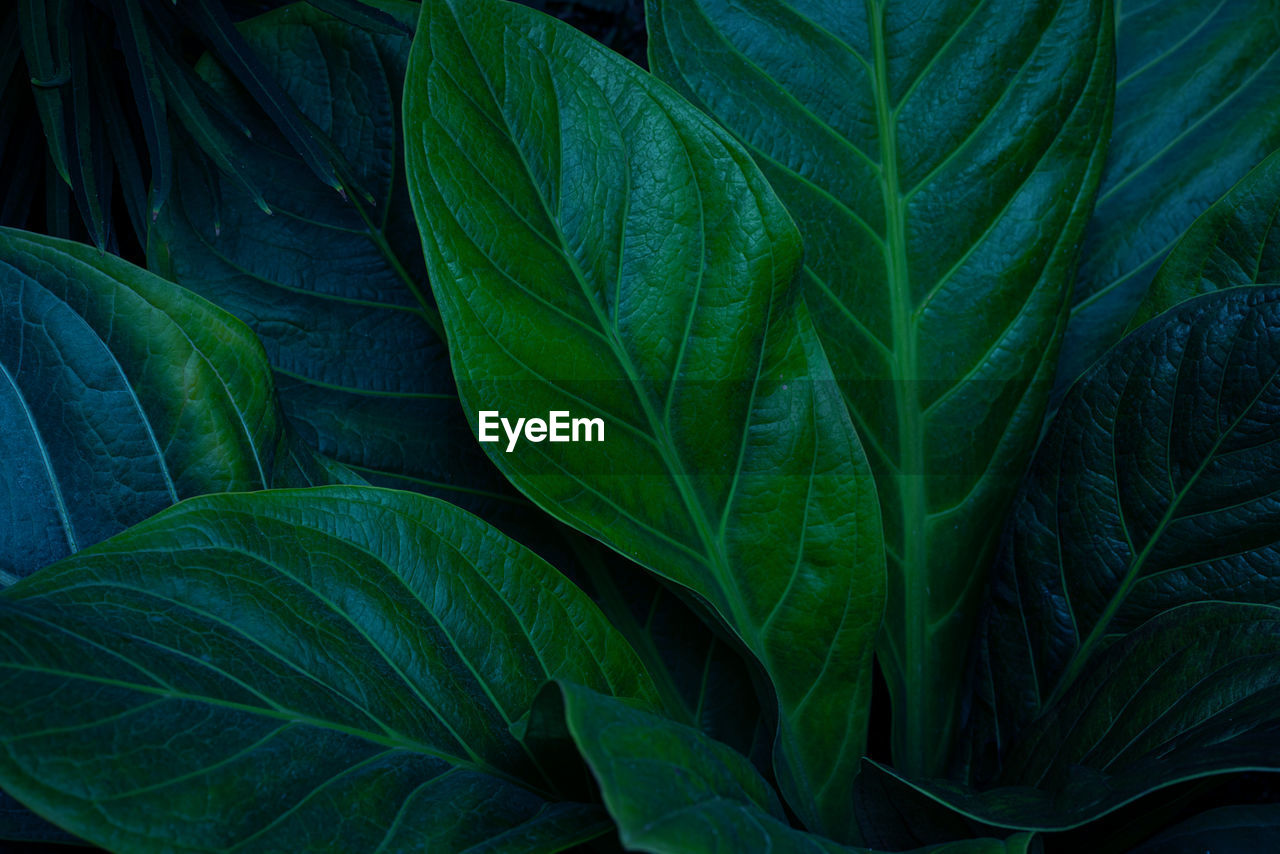 Closeup nature view of tropical leaves background, dark nature concept
