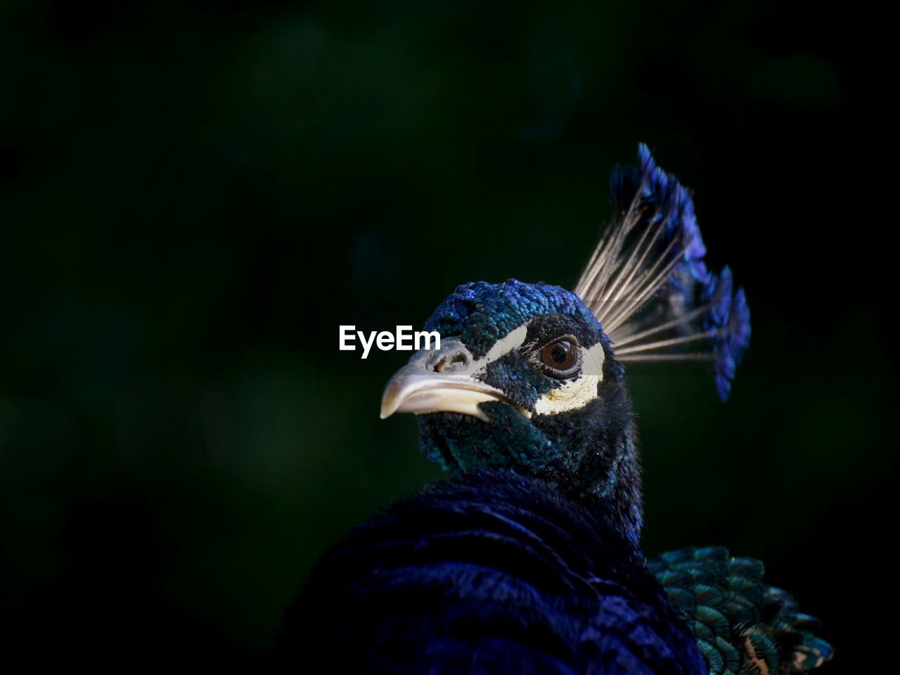 Close-up portrait of peacock