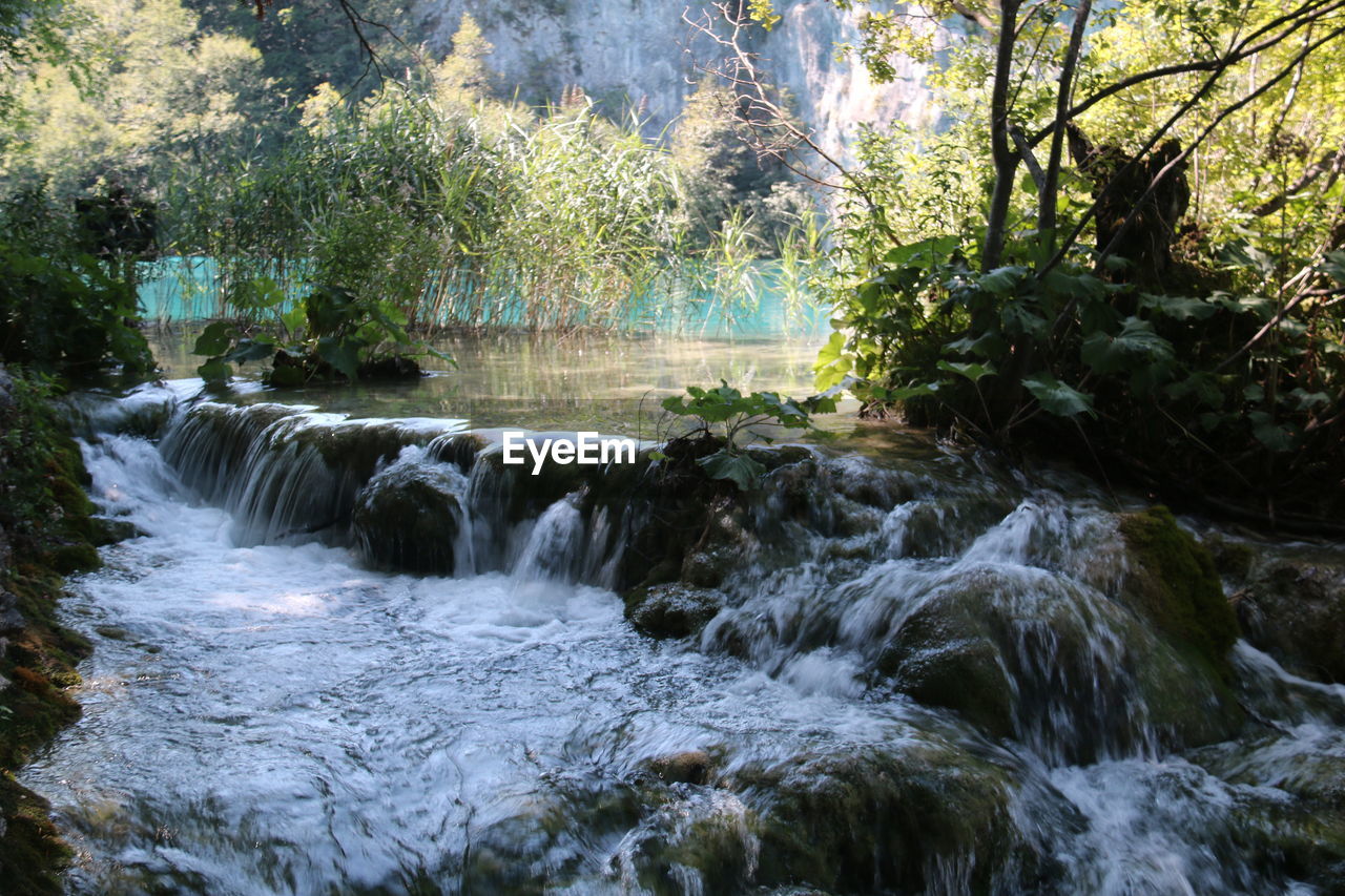 VIEW OF WATERFALL IN FOREST