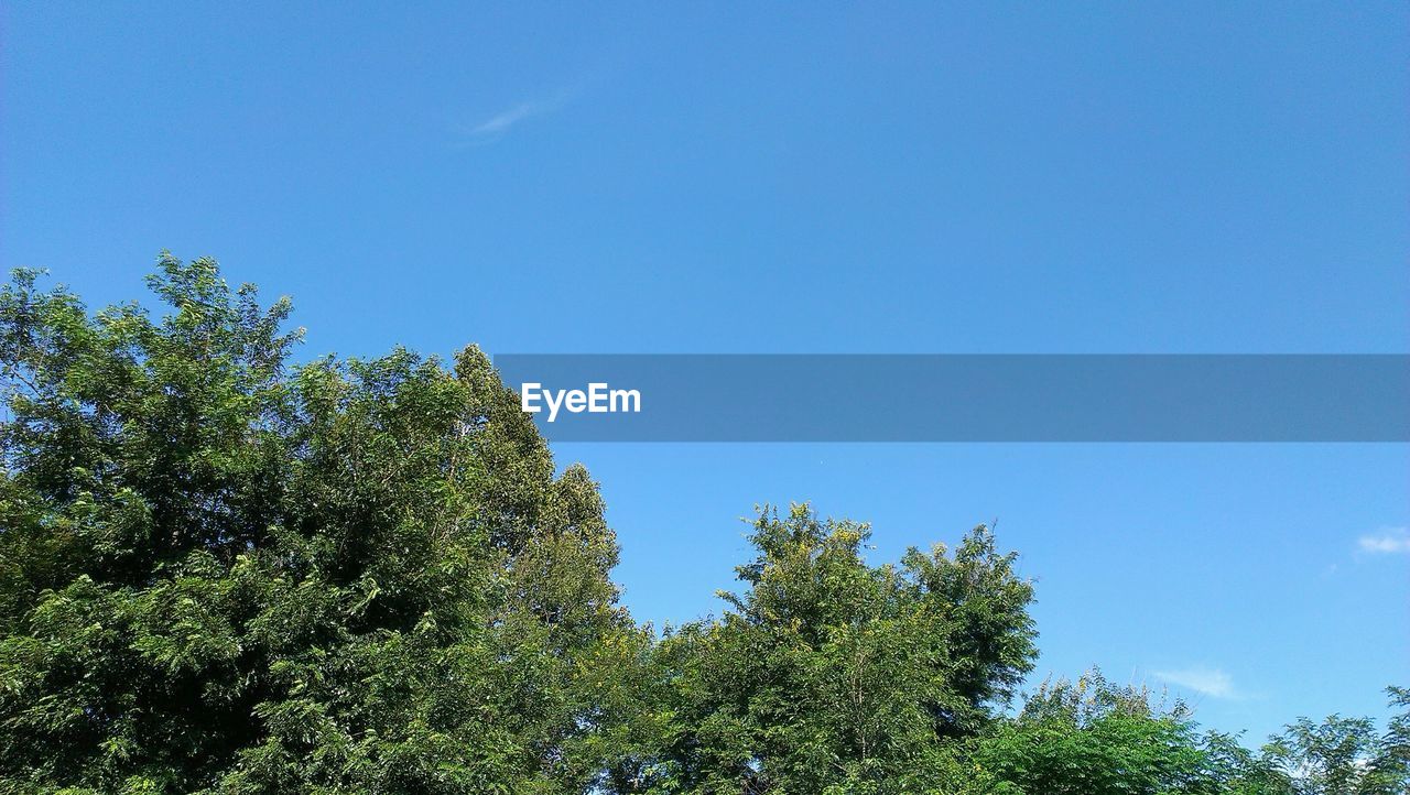 LOW ANGLE VIEW OF TREE AGAINST BLUE SKY