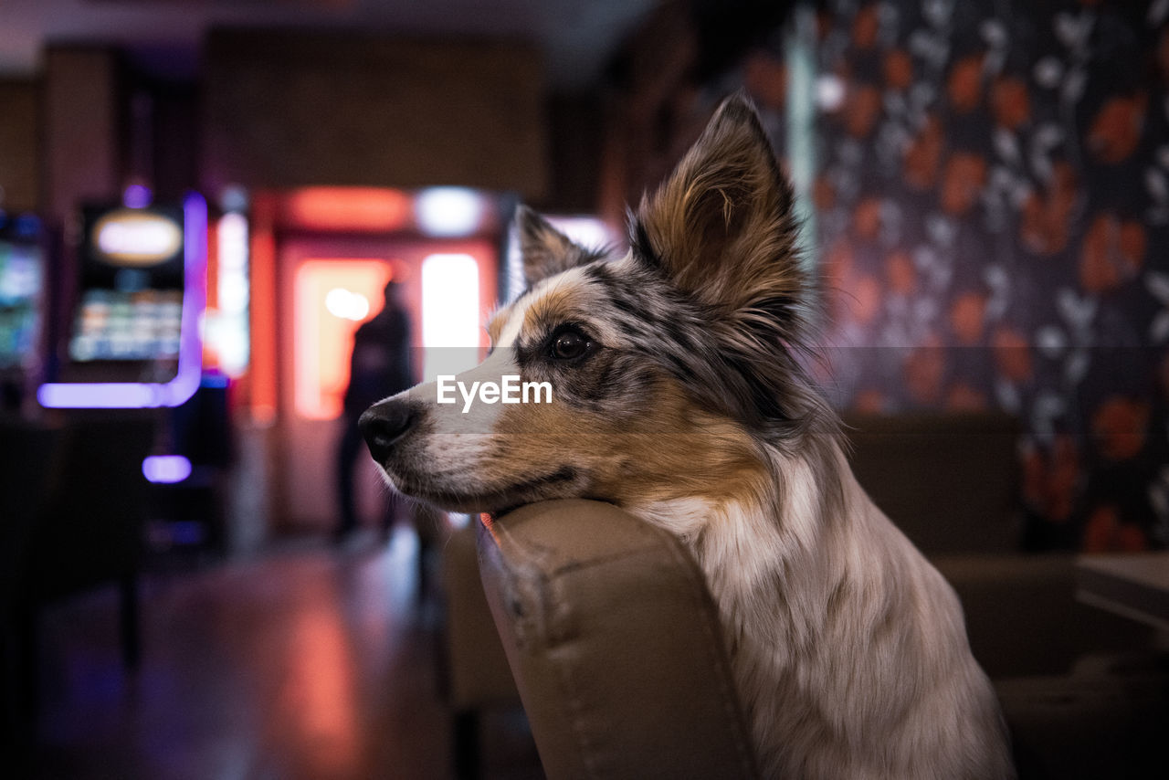 close-up portrait of dog at home