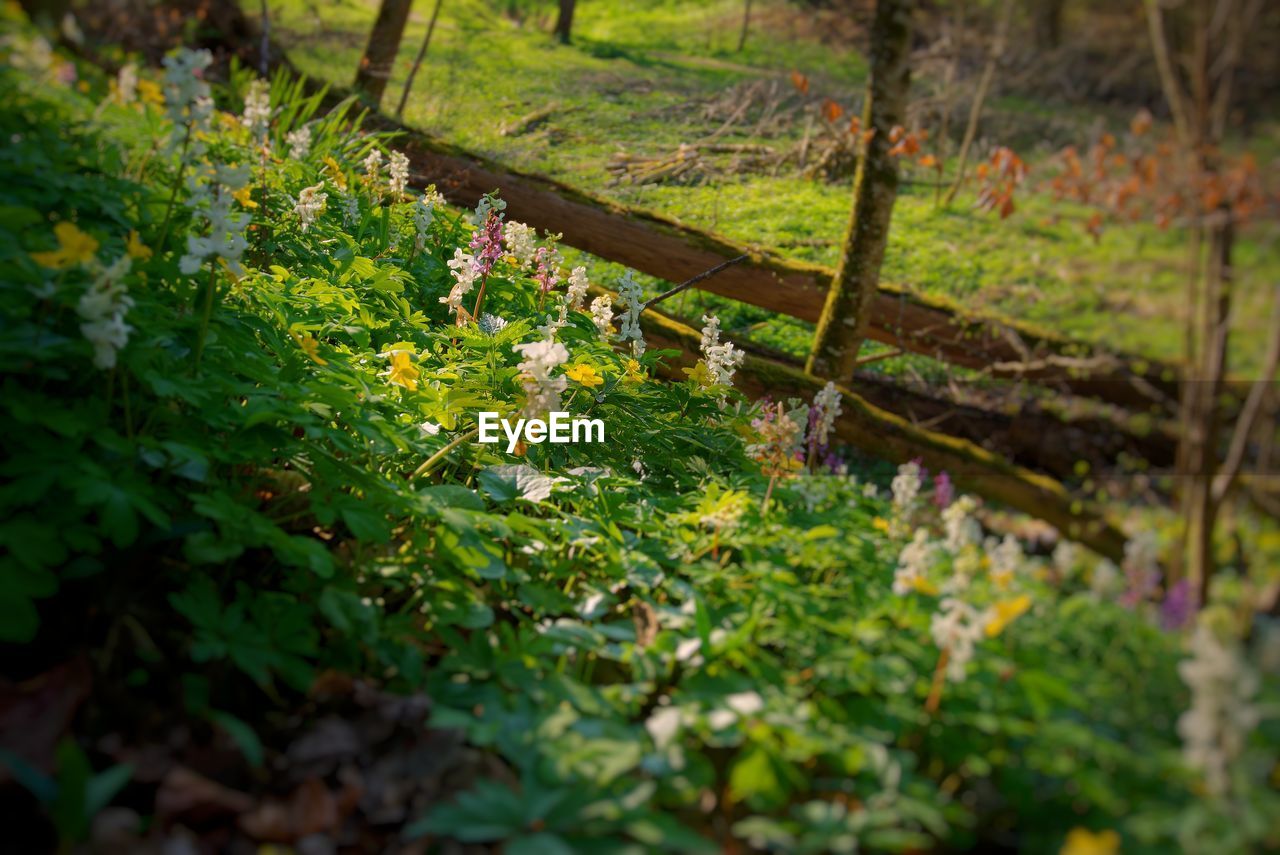 CLOSE-UP OF TREES IN FOREST