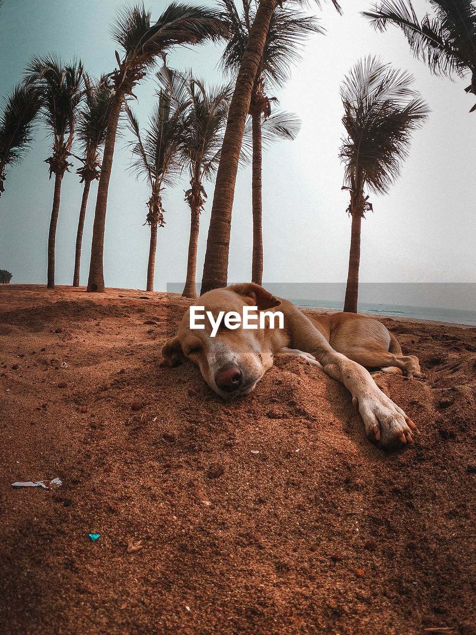 DOG LYING DOWN ON BEACH