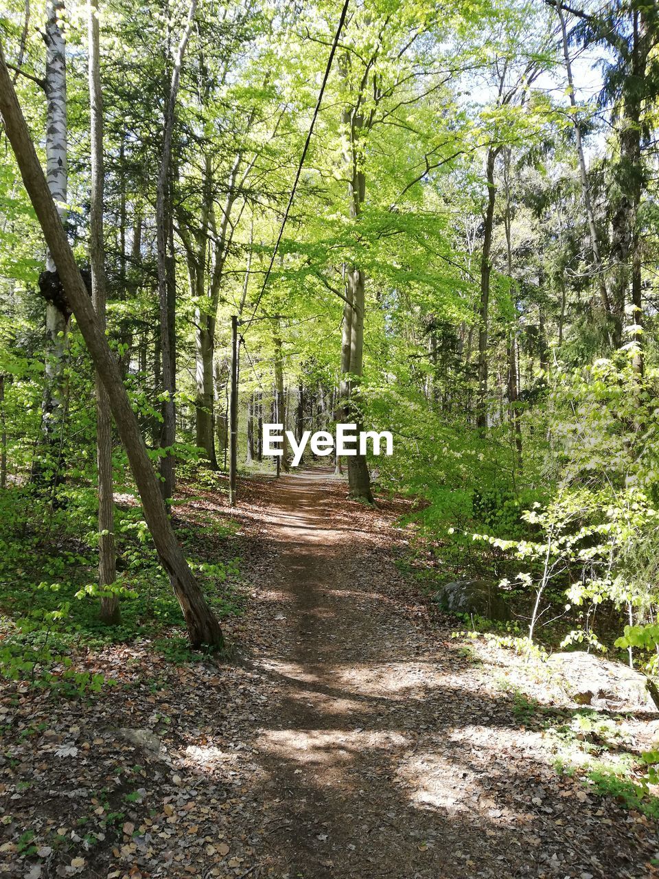 FOOTPATH AMIDST TREES IN FOREST