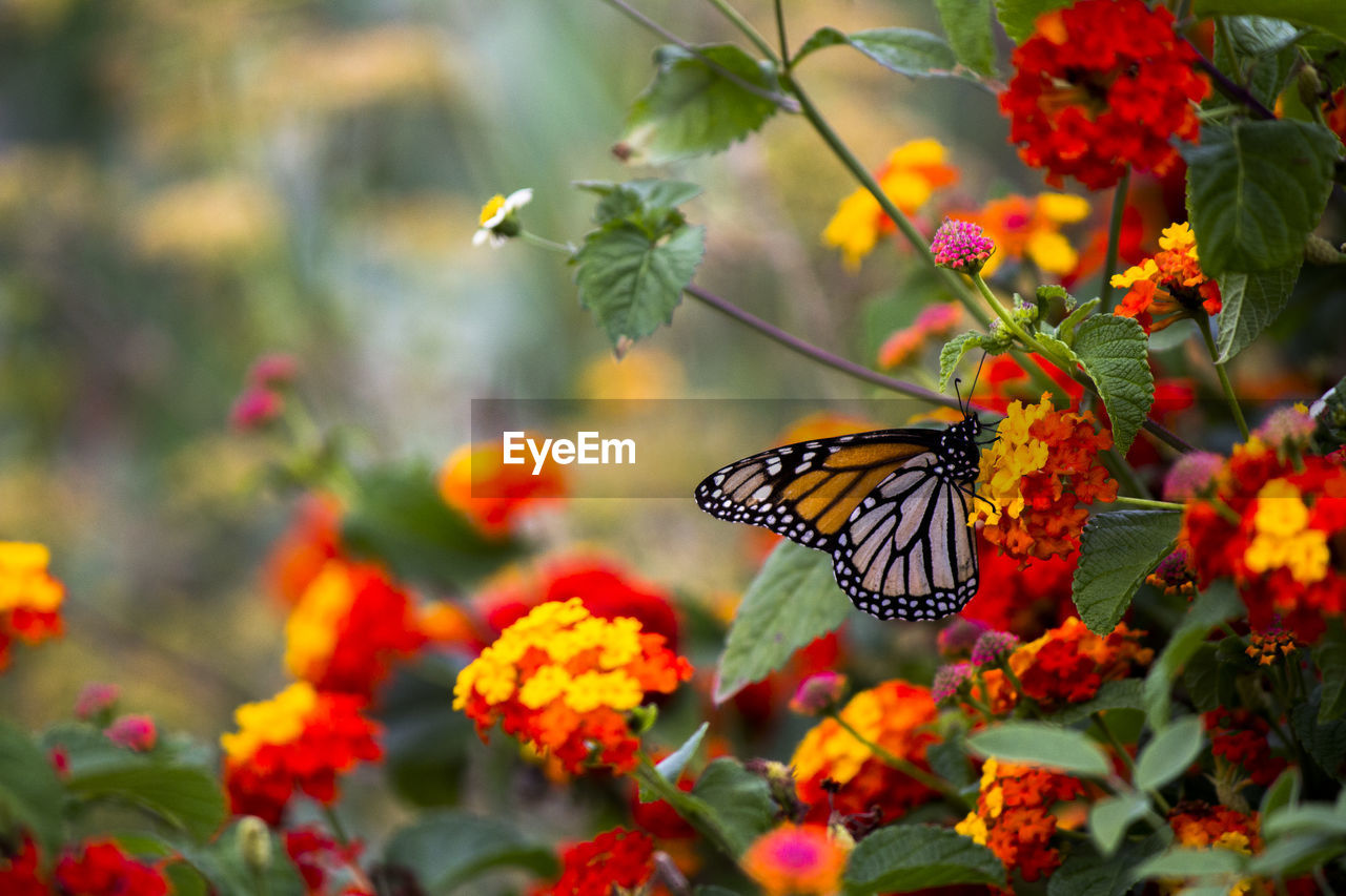 Close-up of butterfly pollinating on yellow flower