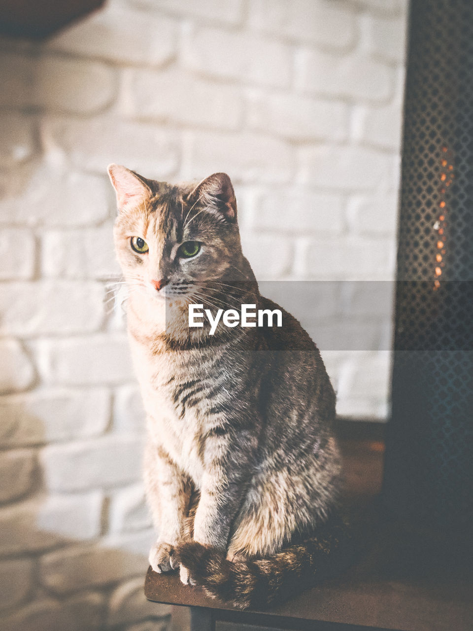 Cat sitting on a fireplace