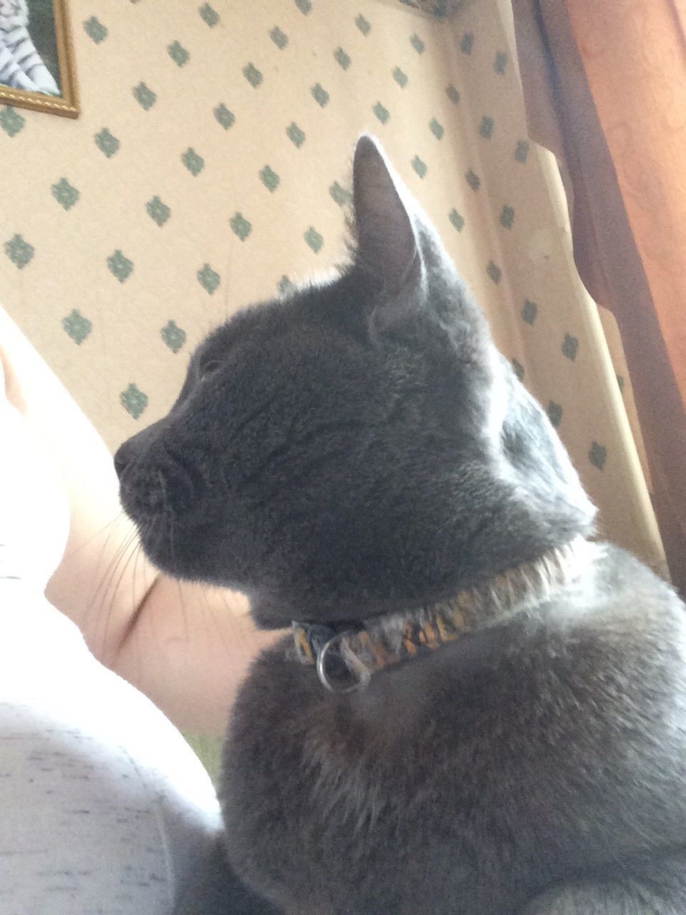 CLOSE-UP OF CAT SITTING ON MAN WEARING BLACK