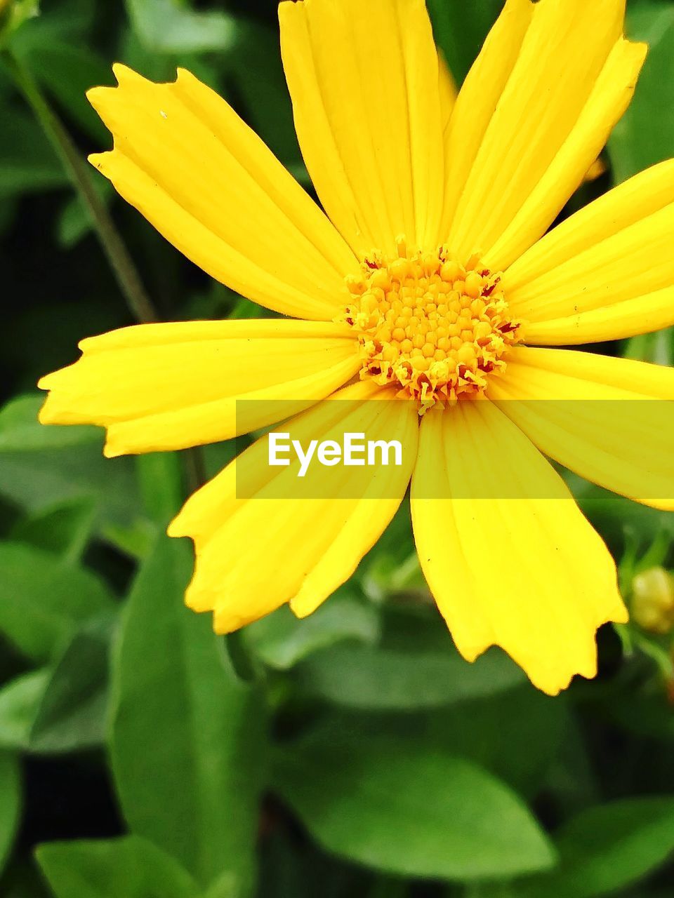 CLOSE-UP OF YELLOW FLOWER