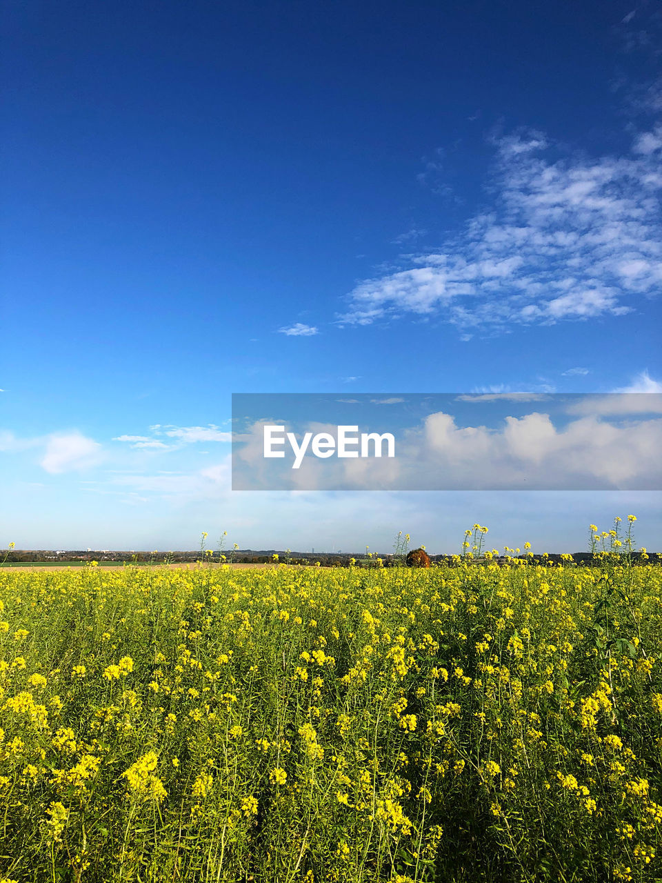 Scenic view of oilseed rape field against sky