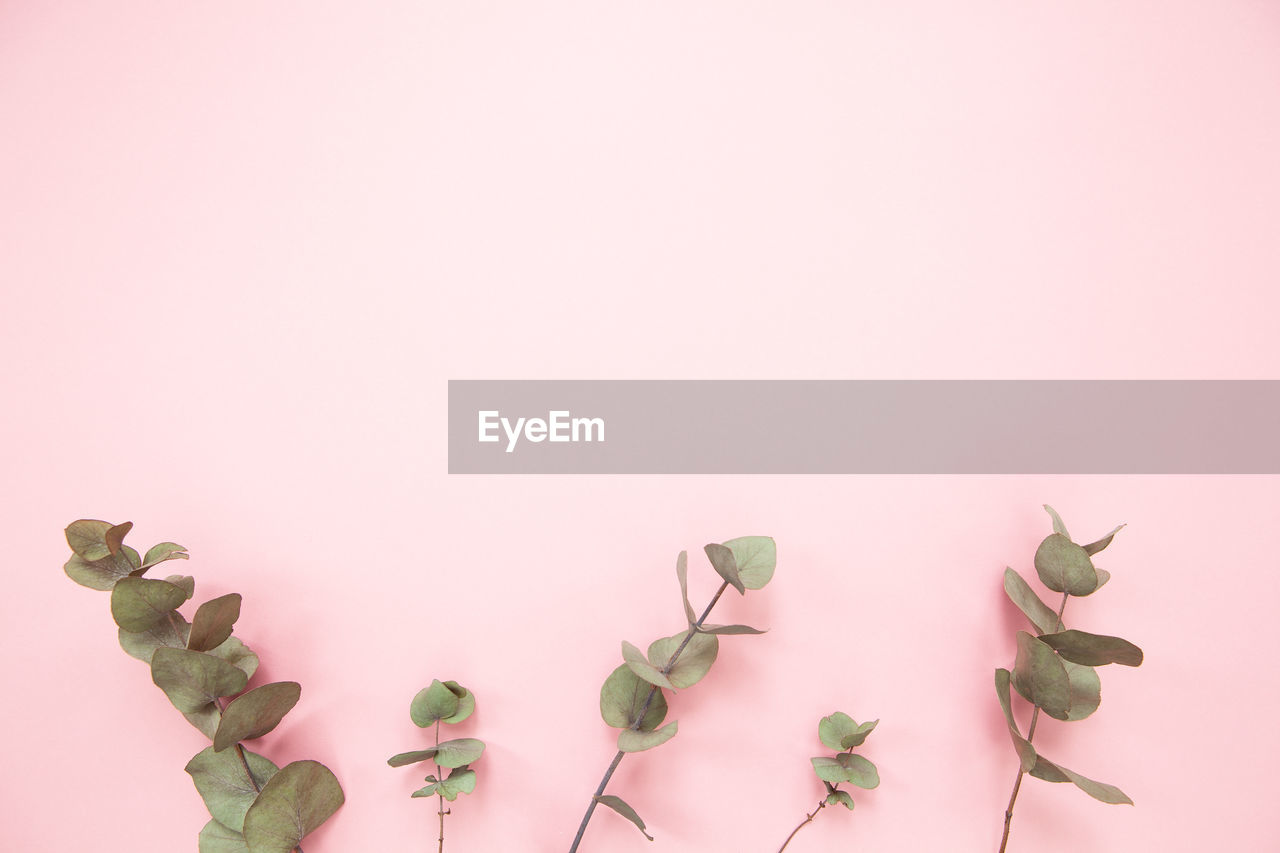Eucalyptus branches on millennial pink background with copy space. bottom eucalyptus. minimalism 