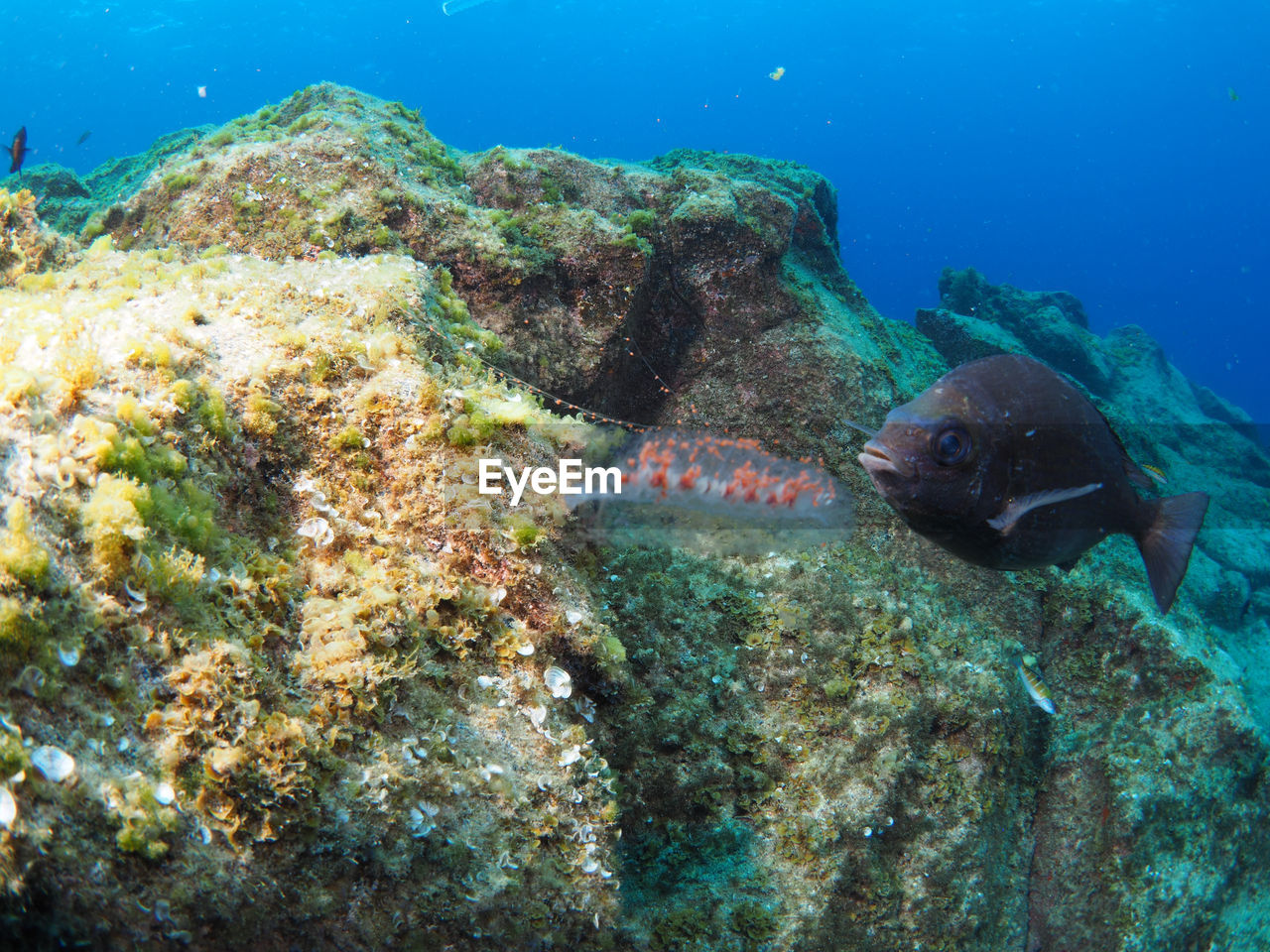 VIEW OF FISH UNDERWATER