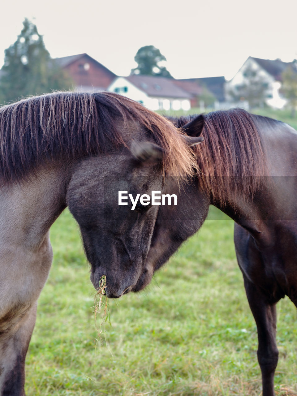 HORSE GRAZING IN FIELD