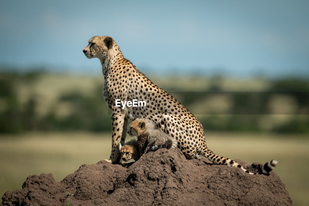 Full length of cheetah sitting on rock