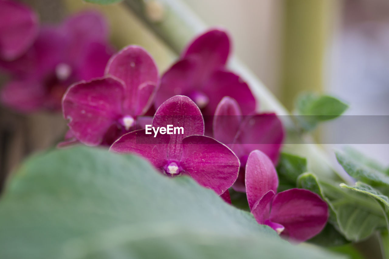 Close-up of pink flowers