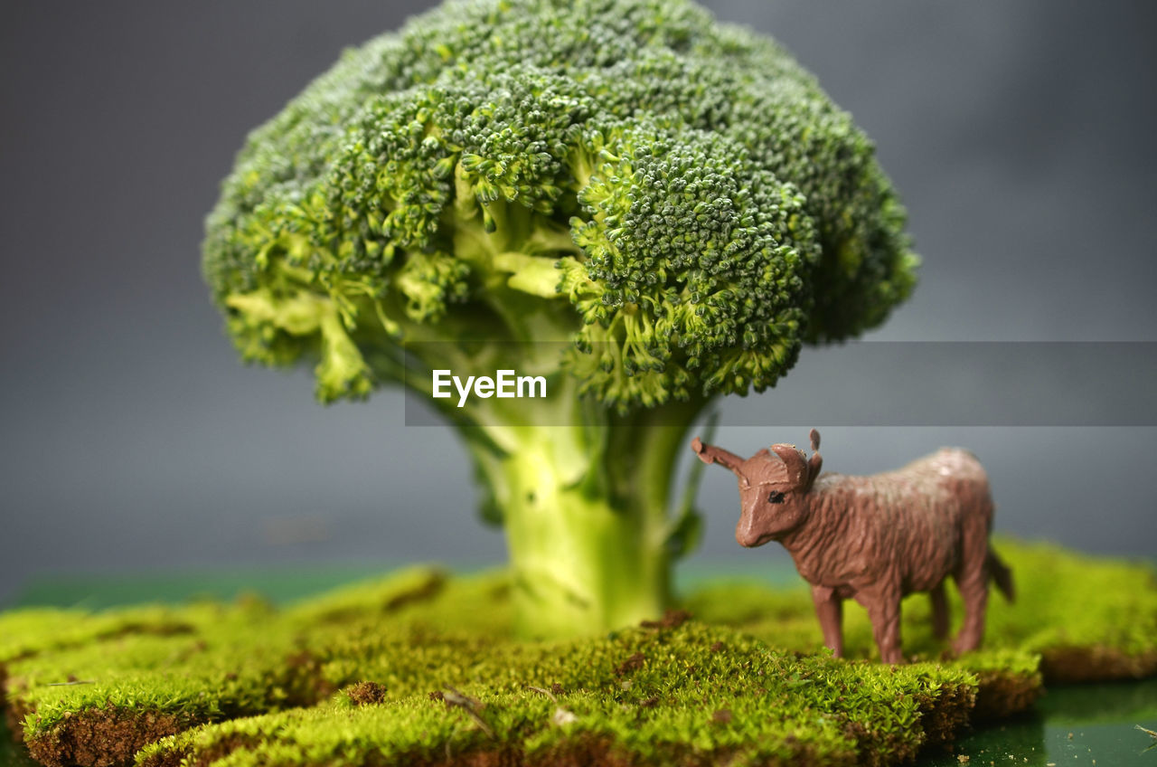 Miniature nature theme with brocoli and toy