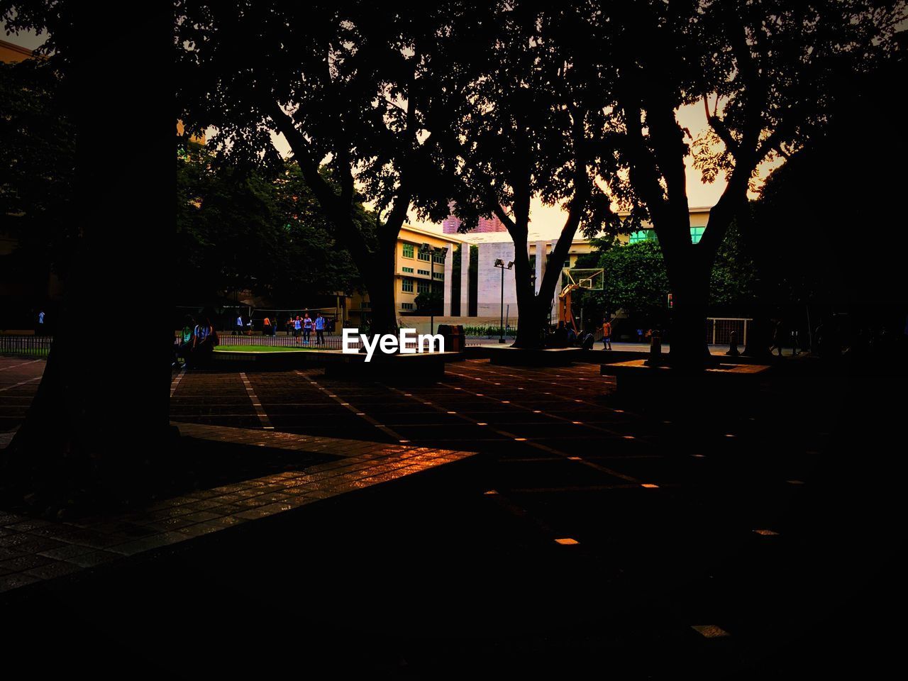 TREES IN CITY AGAINST SKY