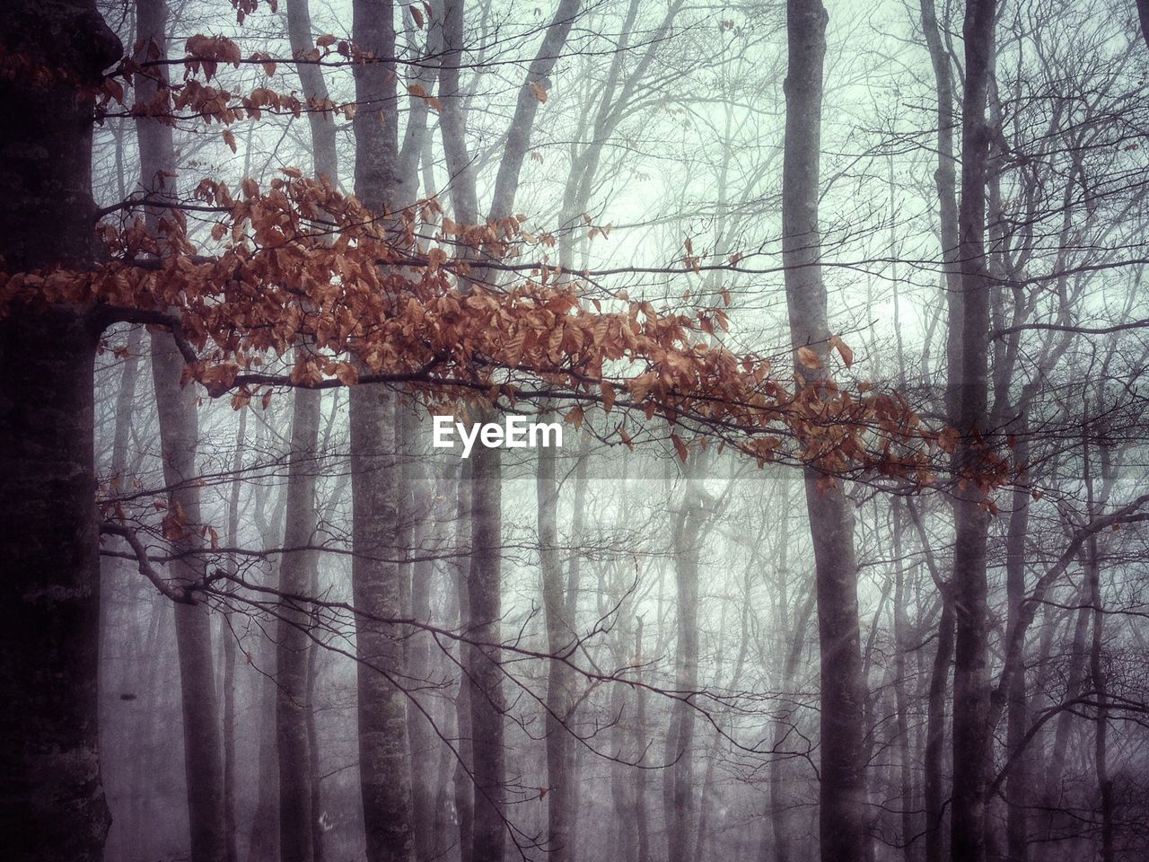 Branches of trees in forest during foggy weather