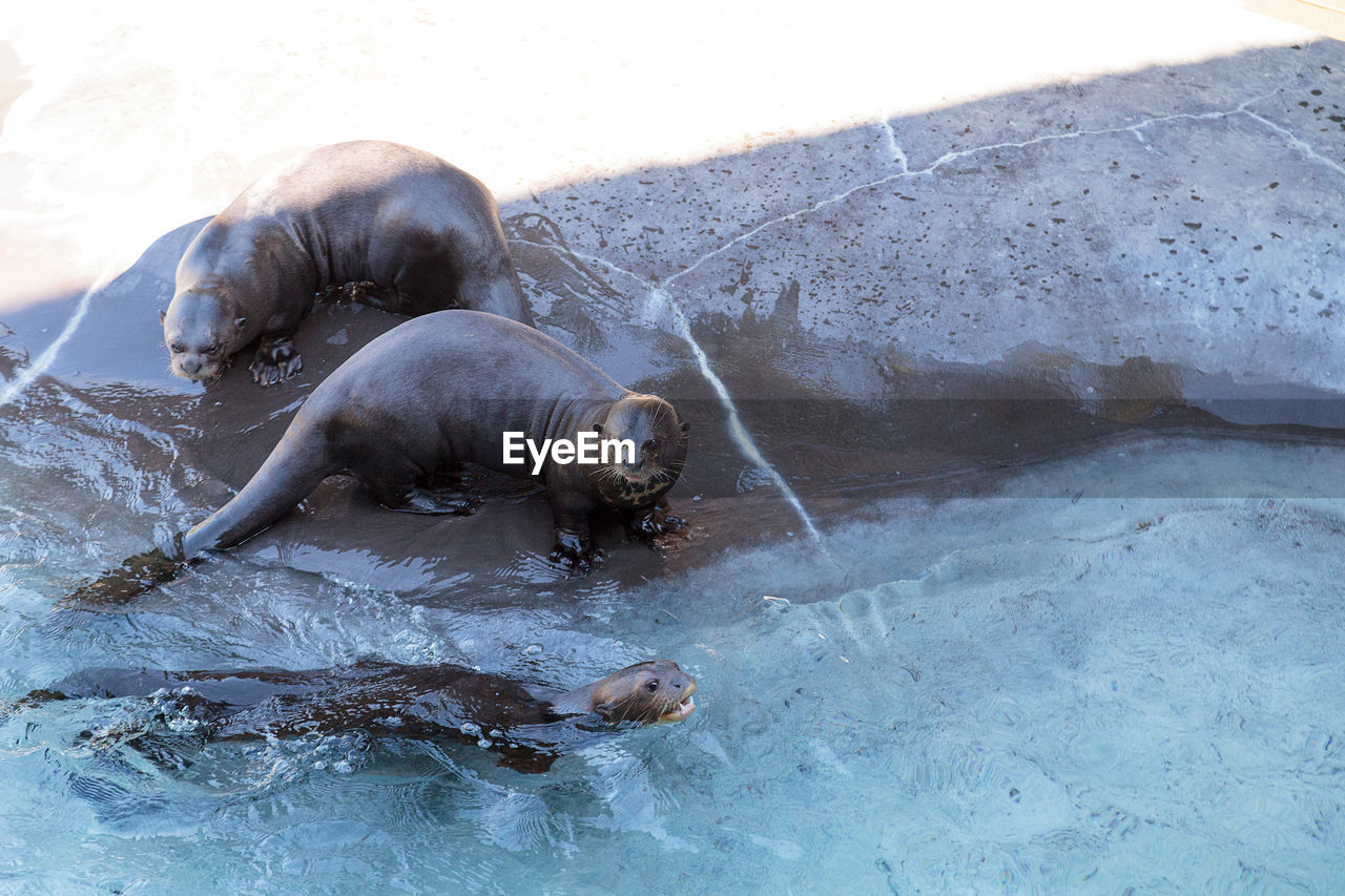 LOW ANGLE VIEW OF SEA LION