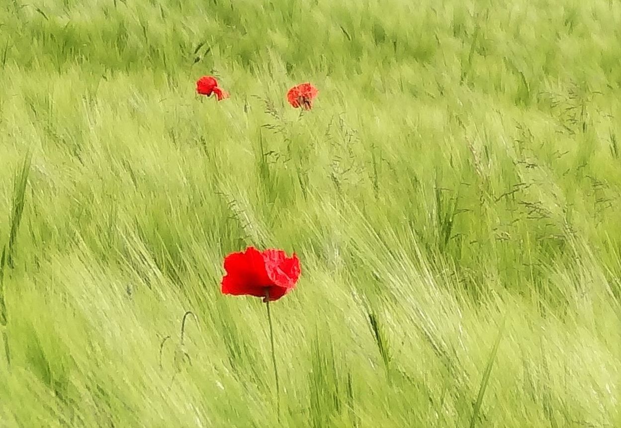 RED POPPY FLOWER IN GRASS