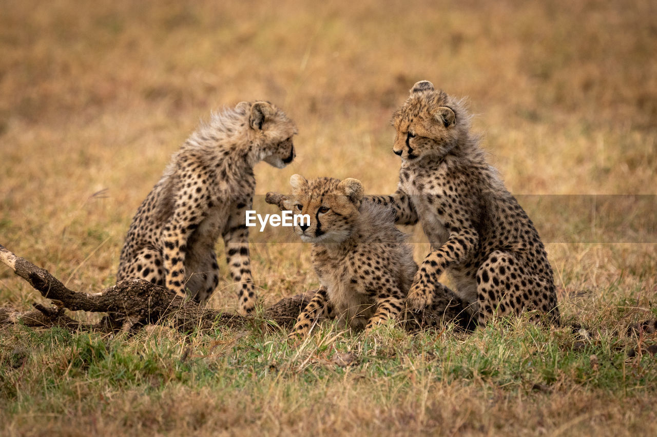Cheetah cubs on grass