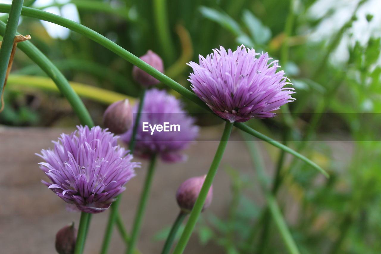 Close-up of purple pink flowering chive herb