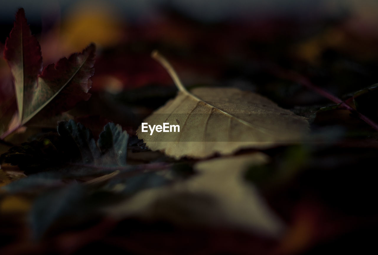 Autumn leafs on ground, textures and color details.