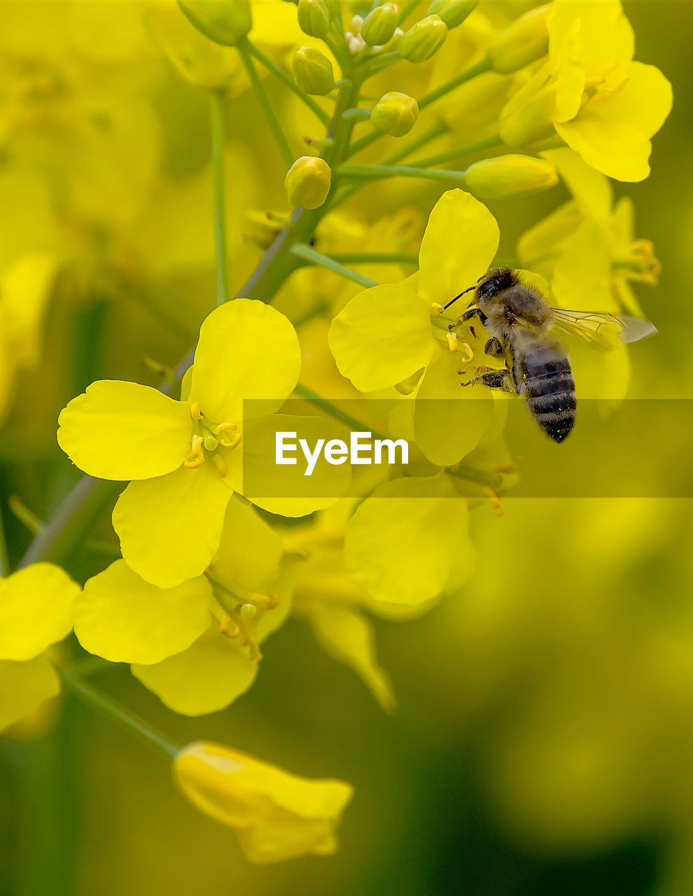 BEE ON YELLOW FLOWER