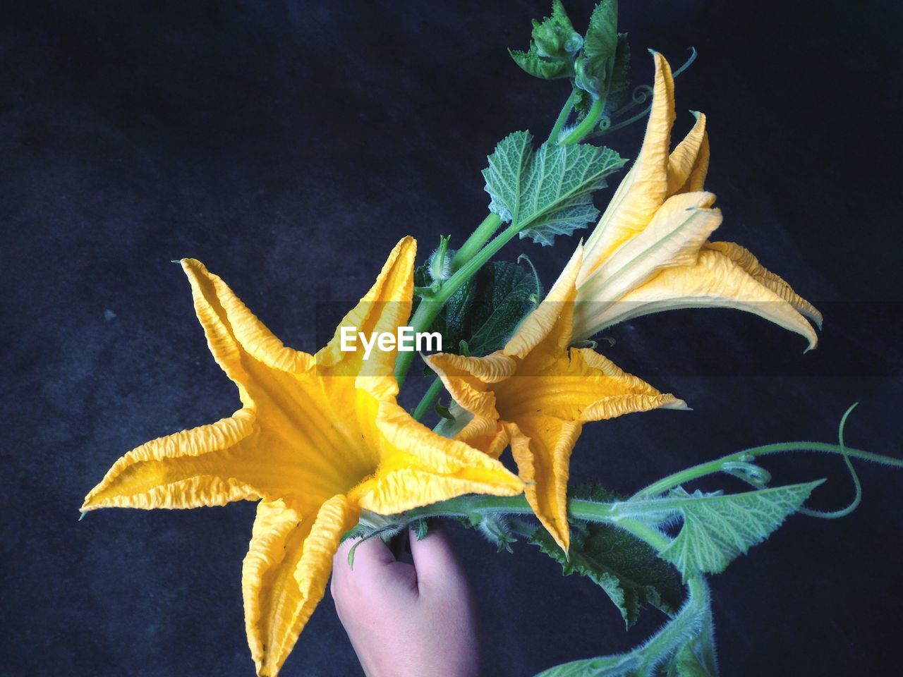 Cropped image of hand holding yellow flowers