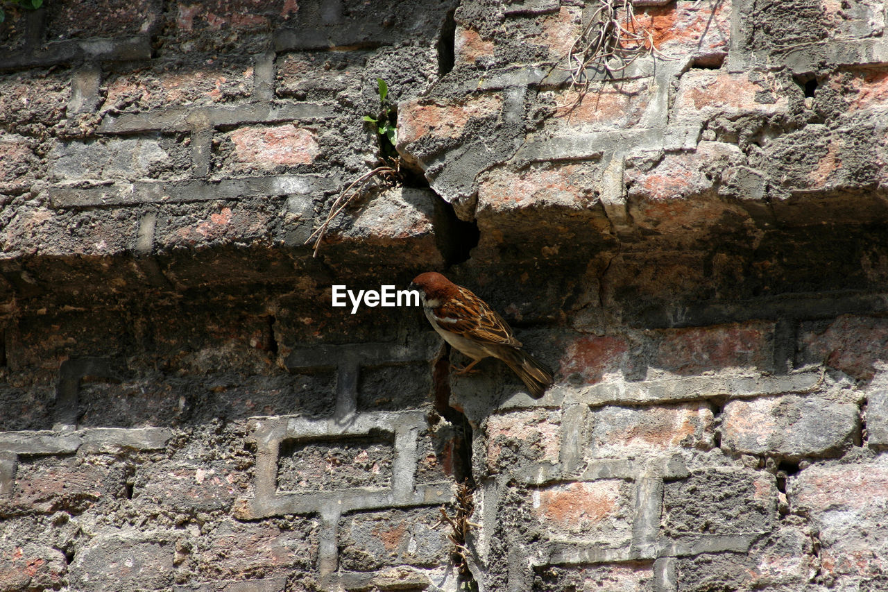 CLOSE-UP OF BIRD AGAINST BRICK WALL