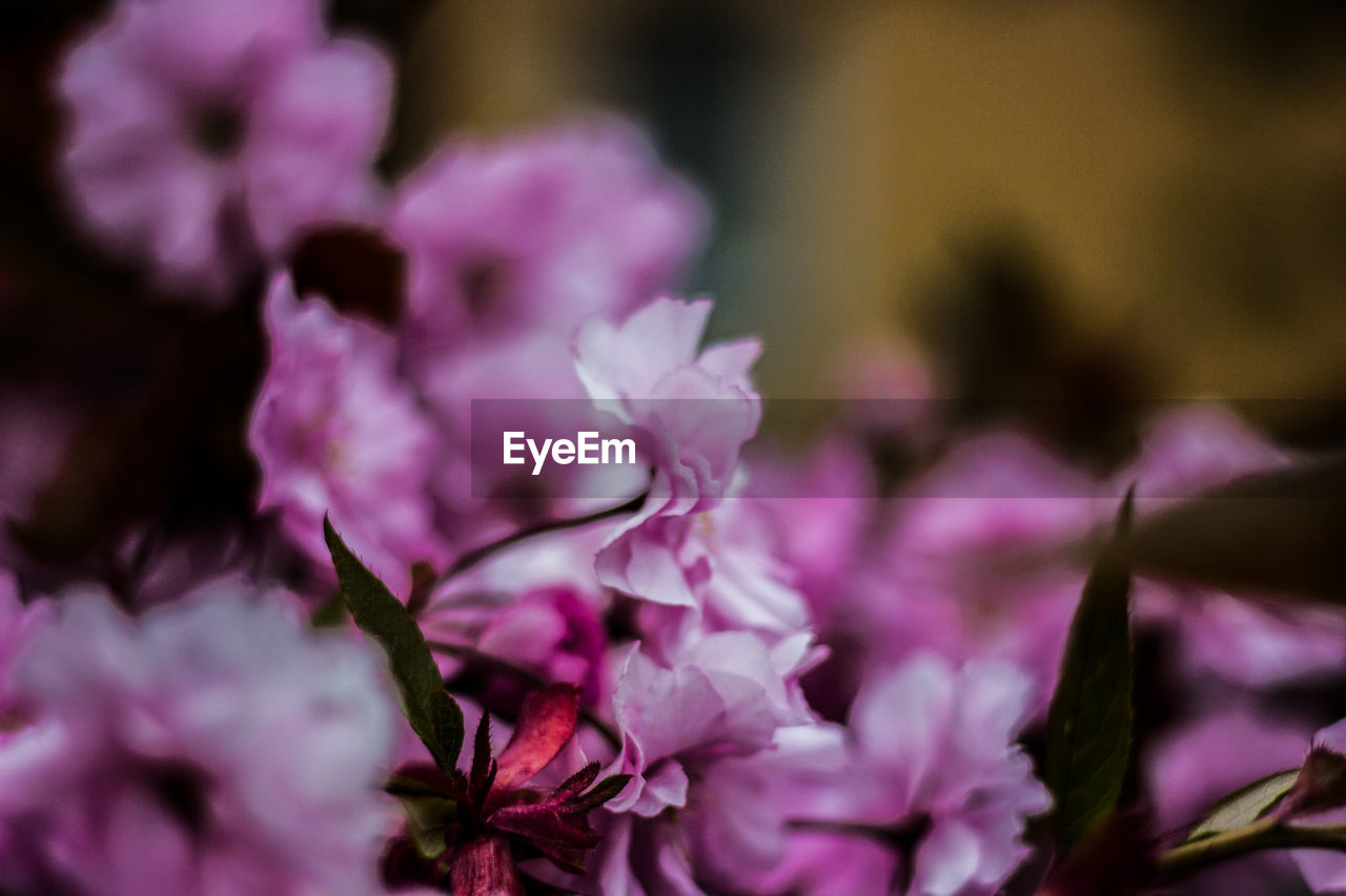 CLOSE-UP OF PINK FLOWERING PLANTS