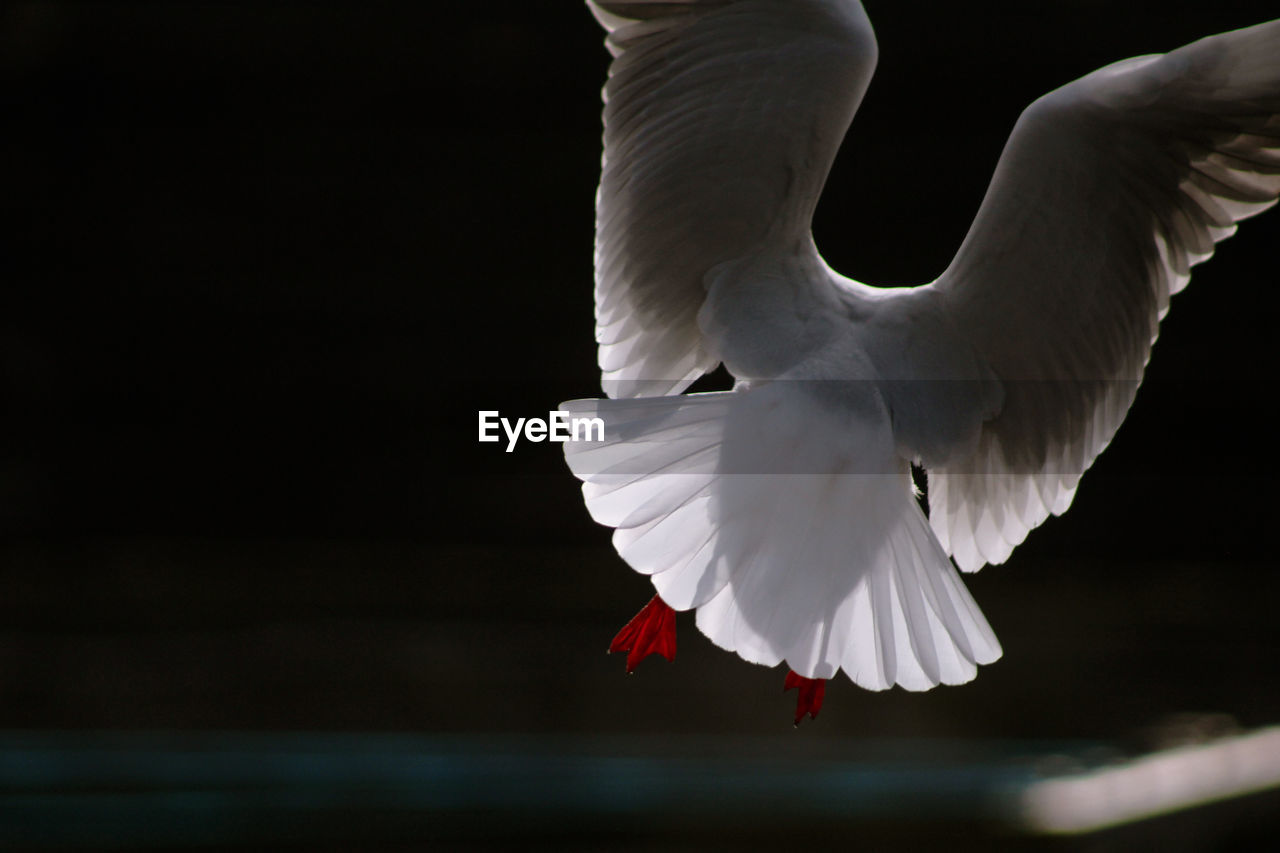 CLOSE-UP OF WHITE BIRD FLYING